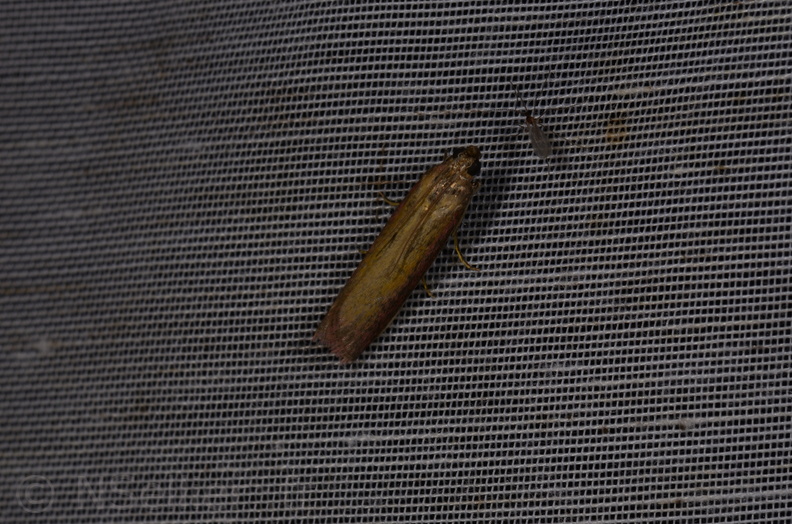 Chasse Aux Papillons - Saint-Savinien - 12-10-2017 - Oncocera semirubella (16).jpg