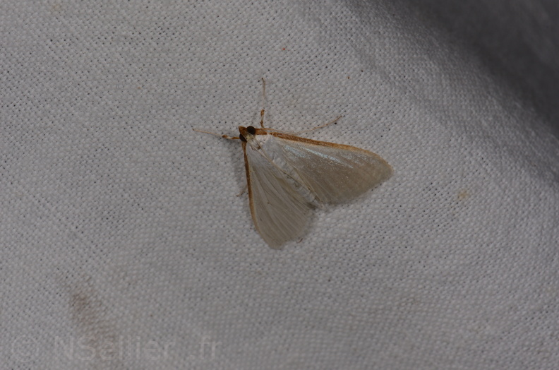 Chasse Aux Papillons - Saint-Savinien - 12-10-2017 - Palpita vitrealis (12).jpg