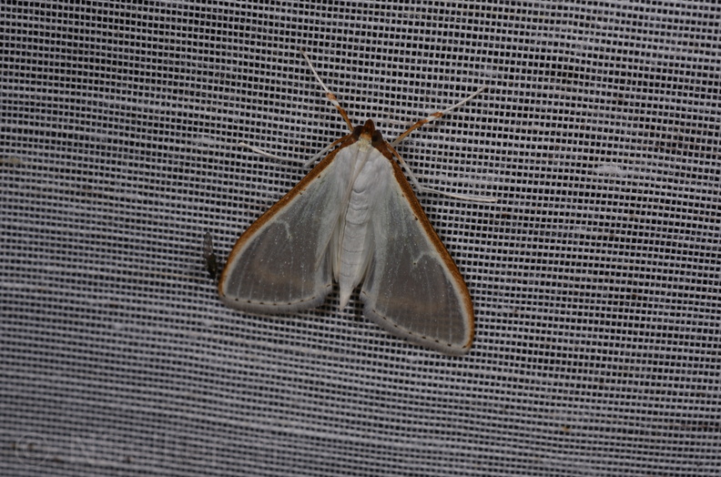 Chasse Aux Papillons - Saint-Savinien - 12-10-2017 - Palpita vitrealis (14).jpg