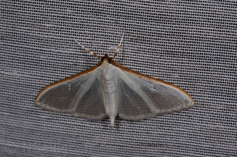 Chasse Aux Papillons - Saint-Savinien - 12-10-2017 - Palpita vitrealis (15).jpg