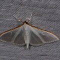 Palpita vitrealis