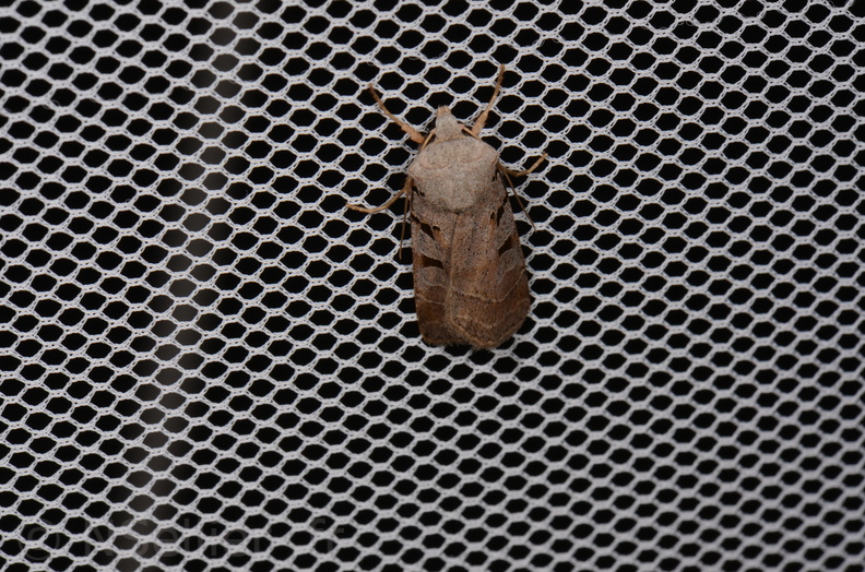 Chasse Aux Papillons - Saint-Savinien - 12-10-2017 - Paradiarsia glareosa (25).jpg