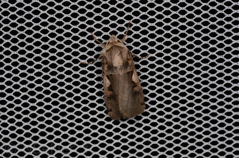 Chasse Aux Papillons - Saint-Savinien - 12-10-2017 - Xestia c-nigrum (27).jpg