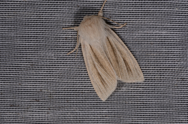 Chasse Aux Papillons - Marais d Yves - 18-04-2018 - Acronicta albovenosa (34)_00028.jpg