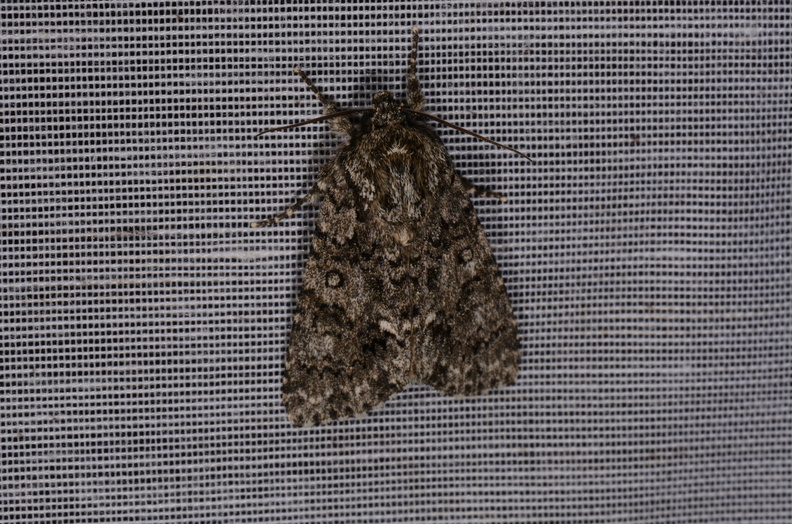 Chasse Aux Papillons - Marais d Yves - 18-04-2018 - Acronicta rumicis (16)_00008.jpg