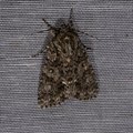Acronicta rumicis