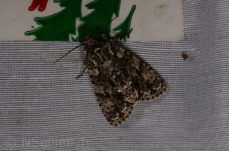 Chasse Aux Papillons - Marais d Yves - 18-04-2018 - Acronicta rumicis (23)_00016.jpg