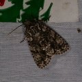 Acronicta rumicis
