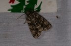 Acronicta rumicis