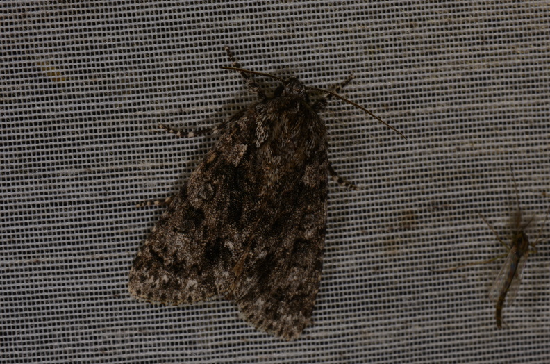 Chasse Aux Papillons - Marais d Yves - 18-04-2018 - Acronicta rumicis (26)_00019.jpg