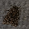 Acronicta rumicis