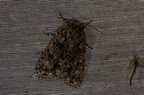 Acronicta rumicis