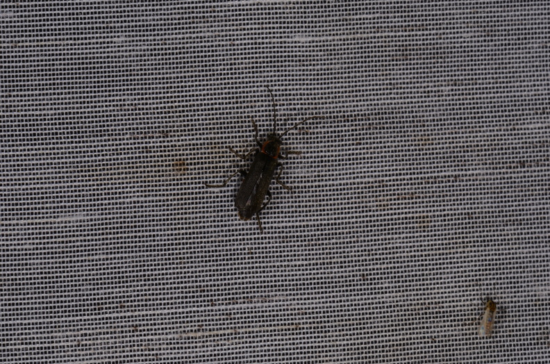 Chasse Aux Papillons - Marais d Yves - 18-04-2018 - Cantharis pulicaria (18)_00010.jpg