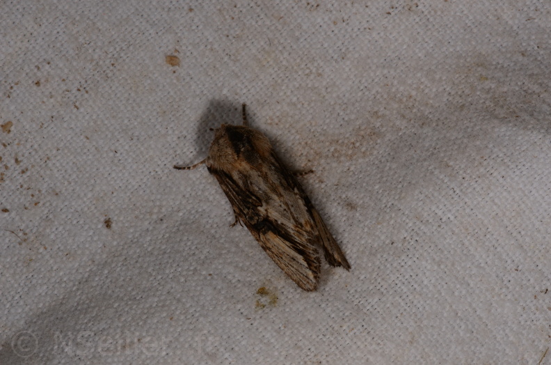 Chasse Aux Papillons - Marais d Yves - 18-04-2018 - Egira conspicillaris (41)_00036.jpg