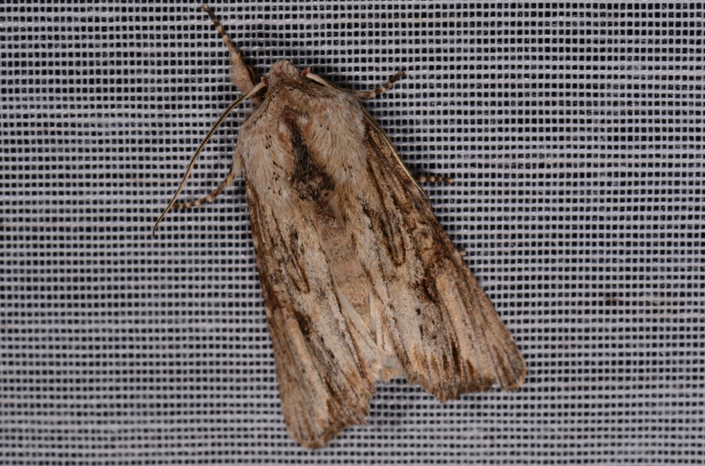 Chasse Aux Papillons - Marais d Yves - 18-04-2018 - Egira conspicillaris (49)_00044.jpg