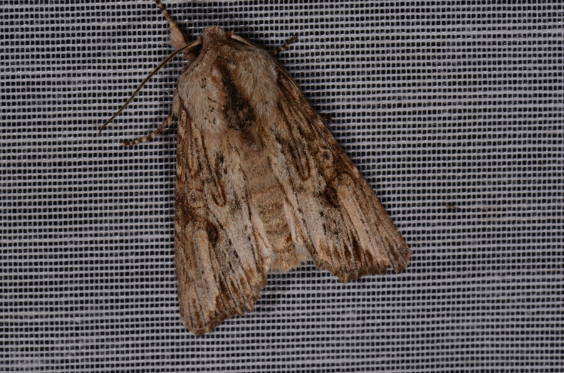 Chasse Aux Papillons - Marais d Yves - 18-04-2018 - Egira conspicillaris (50)_00044.jpg