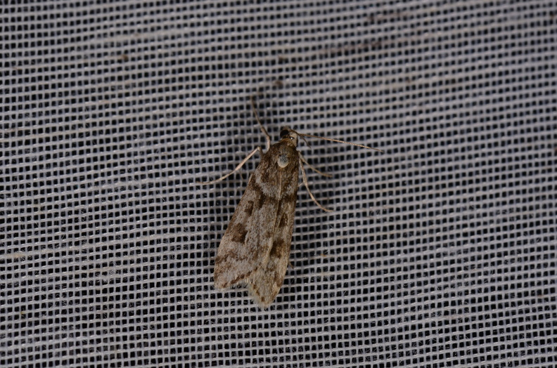 Chasse Aux Papillons - Marais d Yves - 18-04-2018 - Eudonia angustea (5)_00045.jpg