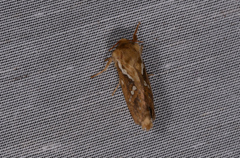 Chasse Aux Papillons - Marais d Yves - 18-04-2018 - Korscheltellus lupulinus (11)_00003.jpg