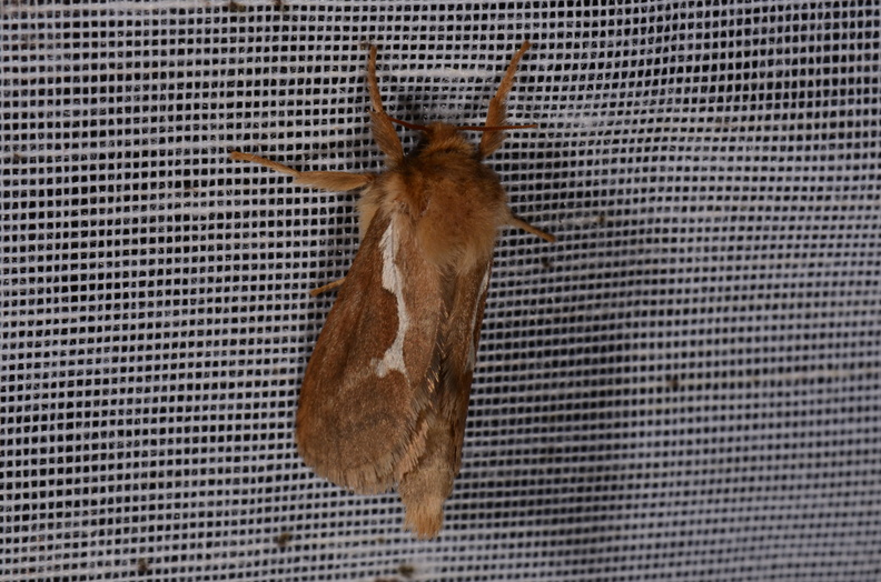 Chasse Aux Papillons - Marais d Yves - 18-04-2018 - Korscheltellus lupulinus (12)_00003.jpg