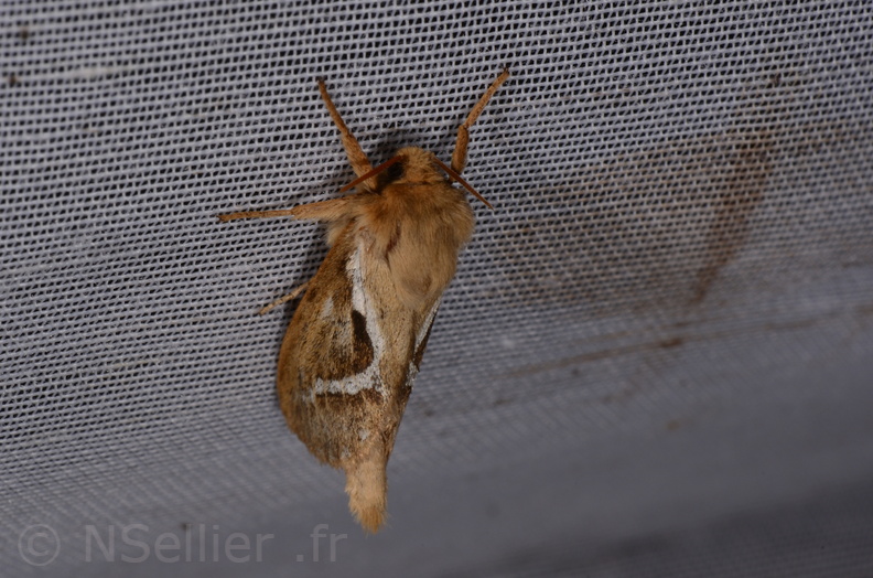 Chasse Aux Papillons - Marais d Yves - 18-04-2018 - Korscheltellus lupulinus (13)_00003.jpg