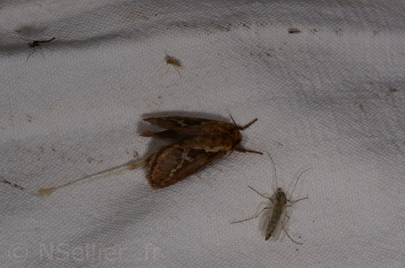 Chasse Aux Papillons - Marais d Yves - 18-04-2018 - Korscheltellus lupulinus (21)_00014.jpg