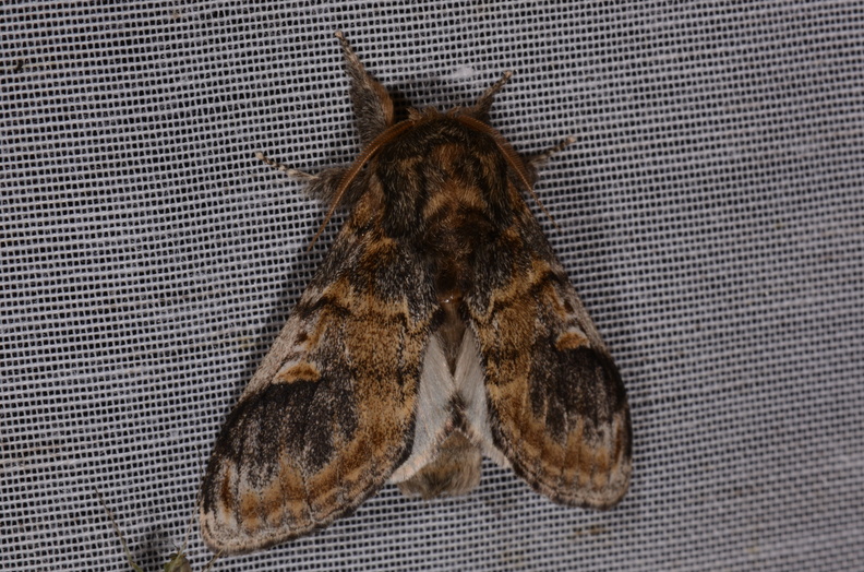 Chasse Aux Papillons - Marais d Yves - 18-04-2018 - Notodonta tritophus (36)_00030.jpg