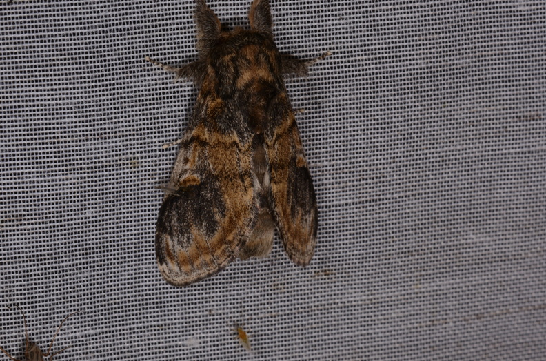 Chasse Aux Papillons - Marais d Yves - 18-04-2018 - Notodonta tritophus (38)_00032.jpg