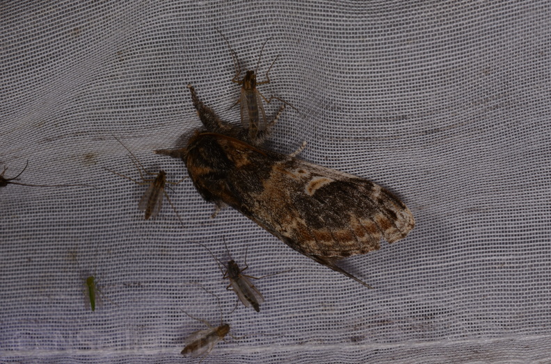 Chasse Aux Papillons - Marais d Yves - 18-04-2018 - Notodonta tritophus (40)_00035.jpg