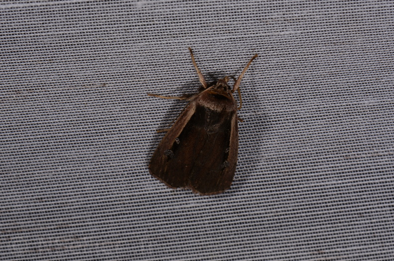 Chasse Aux Papillons - Marais d Yves - 18-04-2018 - Ochropleura plecta (28)_00021.jpg