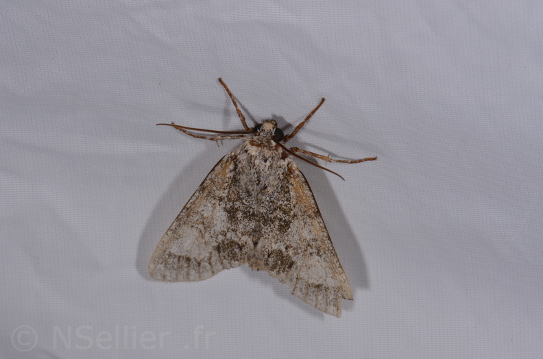 Acronicta megacephala