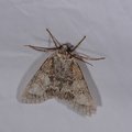 Acronicta megacephala