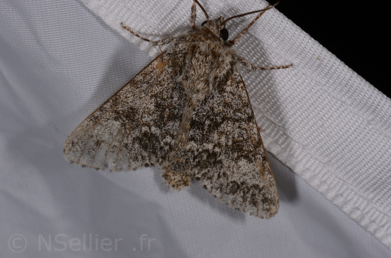 Chasse Aux Papillons - St Hilaire La Pallud - 16-06-2018 - Acronicta megacephala (30).jpg