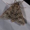 Acronicta megacephala