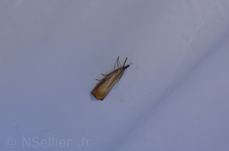 Chasse Aux Papillons - St Hilaire La Pallud - 16-06-2018 - Chrysoteuchia culmella (51).jpg