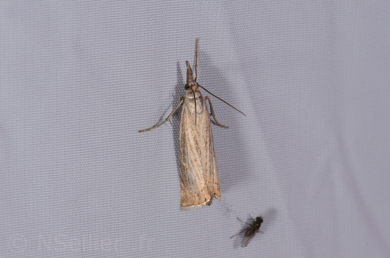 Chasse Aux Papillons - St Hilaire La Pallud - 16-06-2018 - Chrysoteuchia culmella (56).jpg