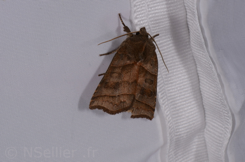Chasse Aux Papillons - St Hilaire La Pallud - 16-06-2018 - Ipimorpha retusa (39).jpg