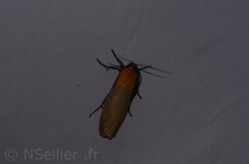 Chasse Aux Papillons - St Hilaire La Pallud - 16-06-2018 - Lithosia quadra (48).jpg