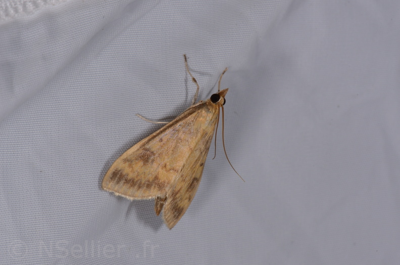 Chasse Aux Papillons - St Hilaire La Pallud - 16-06-2018 - Ostrinia nubilalis (59).jpg