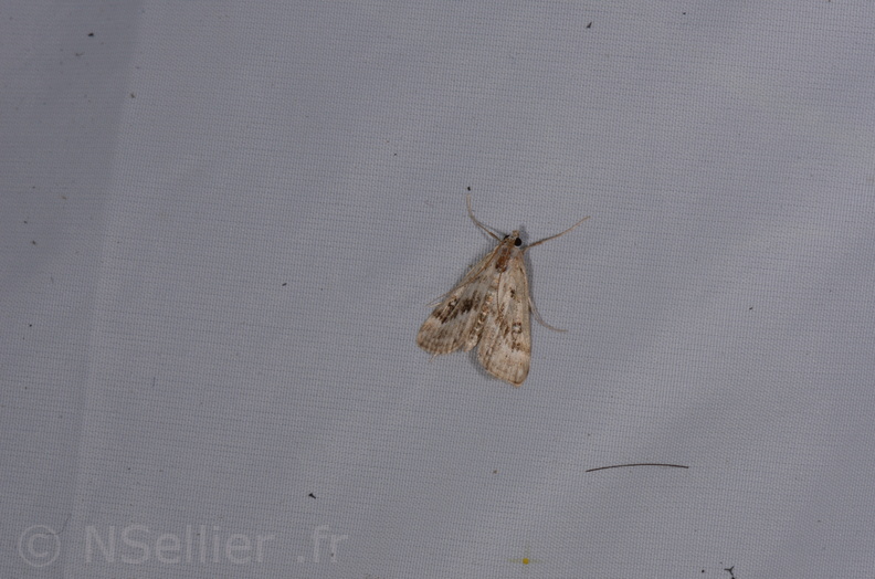 Chasse Aux Papillons - St Hilaire La Pallud - 16-06-2018 - Parapoynx stratiotata (28).jpg