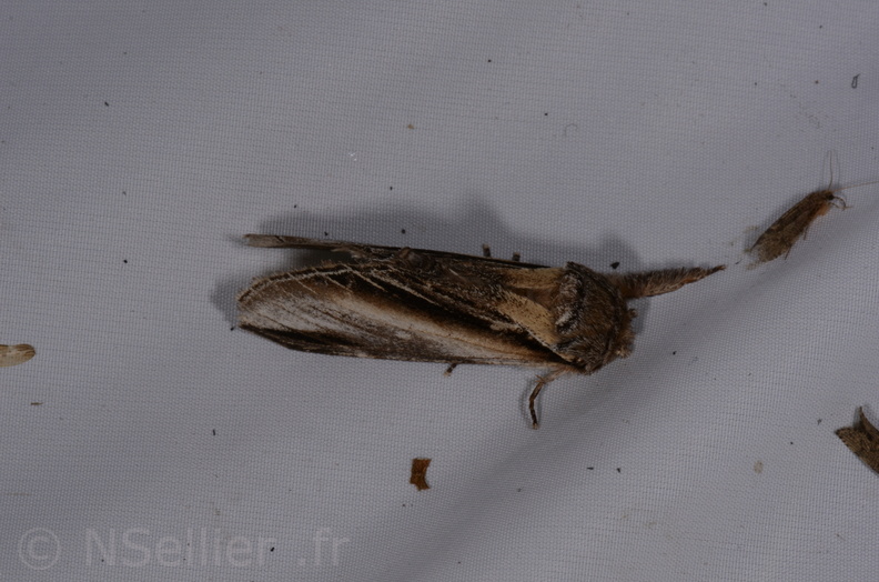 Chasse Aux Papillons - St Hilaire La Pallud - 16-06-2018 - Pheosia tremula (38).jpg