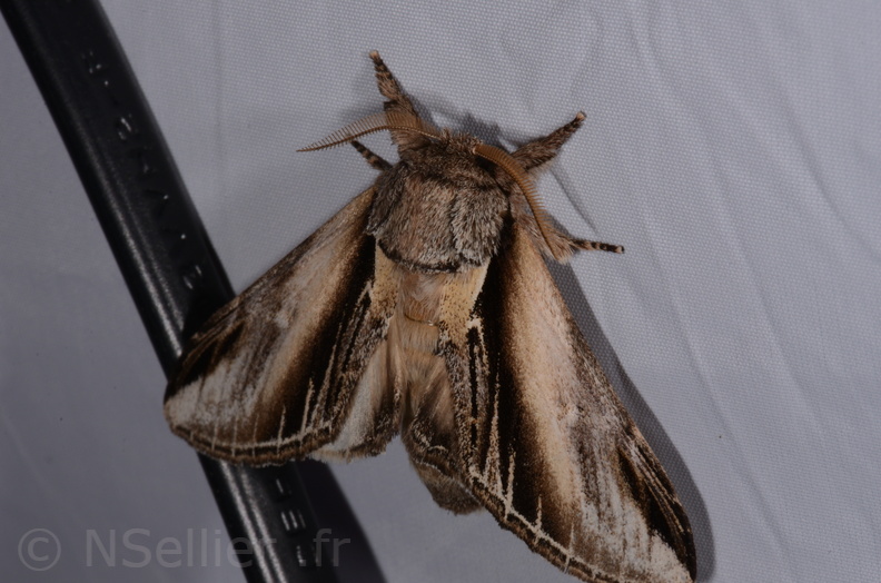 Chasse Aux Papillons - St Hilaire La Pallud - 16-06-2018 - Pheosia tremula (39).jpg