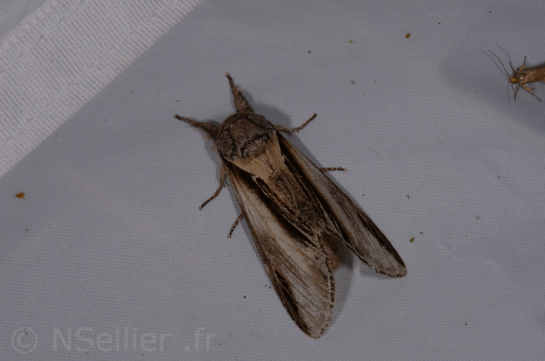 Chasse Aux Papillons - St Hilaire La Pallud - 16-06-2018 - Pheosia tremula (40).jpg