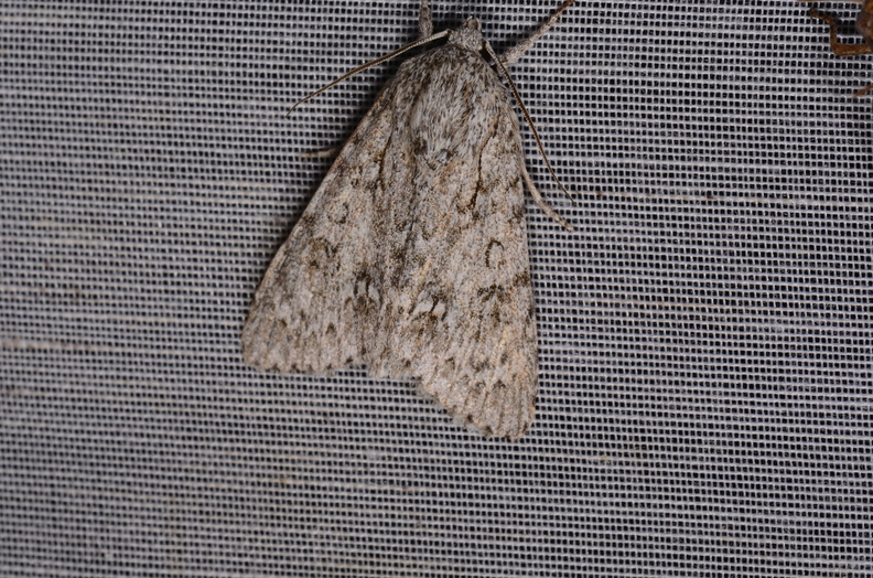 Chasse Aux Papillons - Mazières-sur-Béronne - 11-08-2018 - Acronicta aceris (2).jpg
