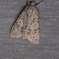 Acronicta aceris