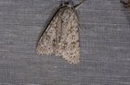 Acronicta aceris