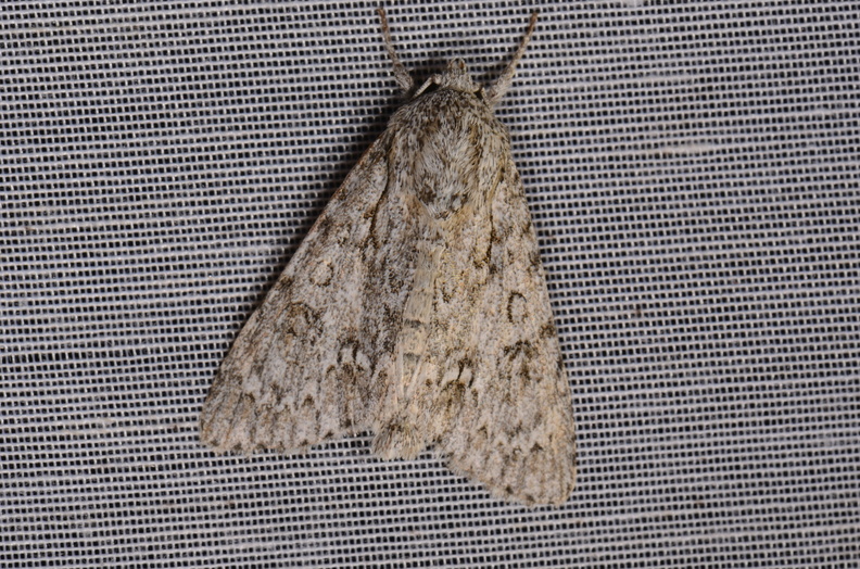 Chasse Aux Papillons - Mazières-sur-Béronne - 11-08-2018 - Acronicta aceris (3).jpg