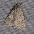 Acronicta aceris