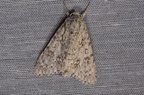 Acronicta aceris