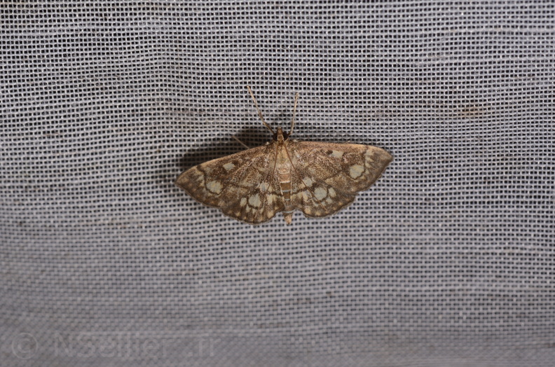 Chasse Aux Papillons - Mazières-sur-Béronne - 11-08-2018 - Anania stachydalis (17).jpg