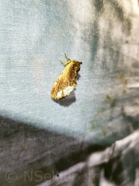 Chasse Aux Papillons - Mazières-sur-Béronne - 11-08-2018 - bis - Ptilodon cucullina (1).jpg